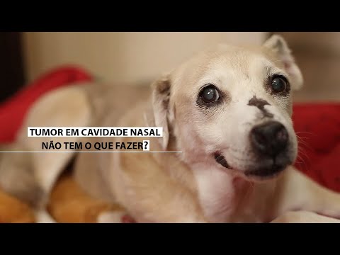 Vídeo: Câncer De Nariz (condrossarcoma) Em Cães