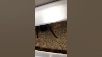 Heard a weird scratching sound to find that?! #viral #arachnid #spider #animal #shorts #short #fyp