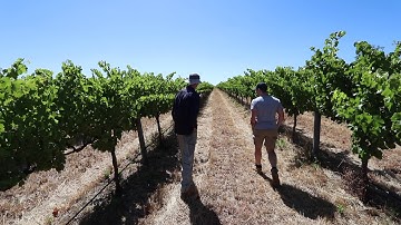 How to make a $10 wine - EP5 - Yield estimates