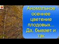 Аномальное осеннее  цветение плодовых   что можно сделать