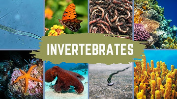Invertebrate Characteristics and Phyla