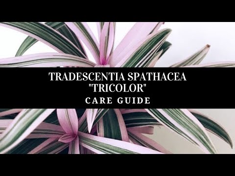 TRADESCANTIA SPATHACEA "TRICOLOR" - HOUSEPLANT CARE GUIDE | PLANT OF THE DAY || BLOOMING BEE