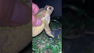 oad frog funny & voice #shorts #virallife #rainfrog #animal #wildlife #viral #life #video #voice