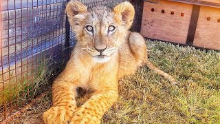 A New Beginning for the Lion Cub Rescued from Abuse!