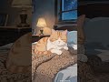 Late night biscuits 🐾💤 Drop a 💤 if you're sleepy! #catasmr #makingbiscuits