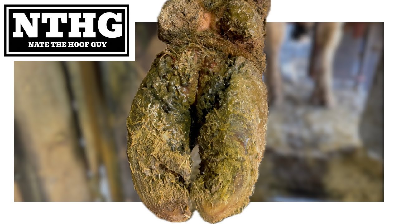 These Hooves Need Some Serious Maintenance 