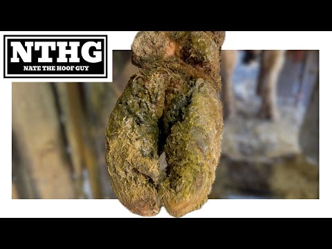 These Hooves Need Some Serious Maintenance