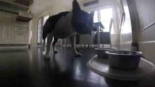 Boston Terrier vs. radio controlled car