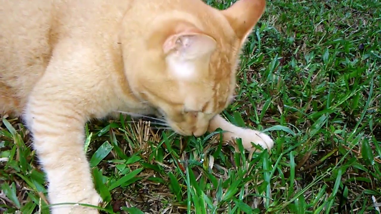 Mushroom Hunting With Howard YouTube