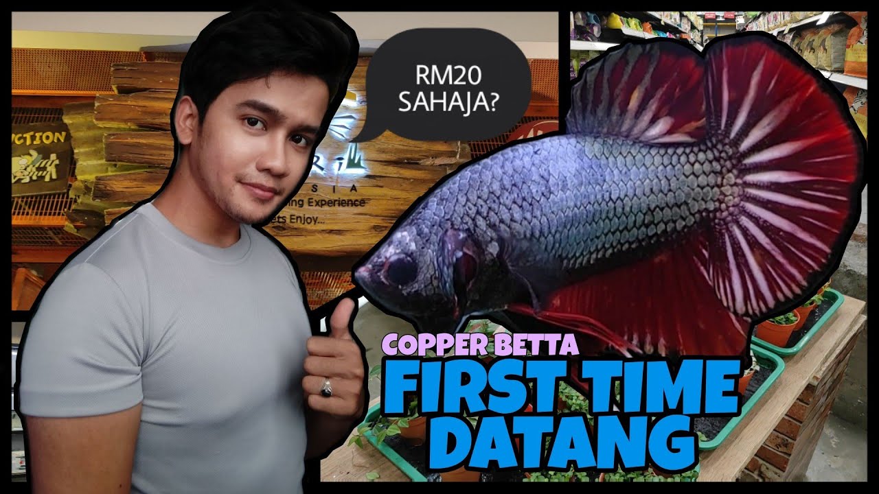 Pet Safari Ipc Ikea Kota Damansara Semua Ikan Laga Rm20 Sahaja Pet Safari Ipc Ikan Laga Murah Youtube Pet Safari Ipc Ikea Kota Damansara Semua Ikan Laga Rm20 Sahaja Pet Safari Ipc Ikan Laga Murah Youtube