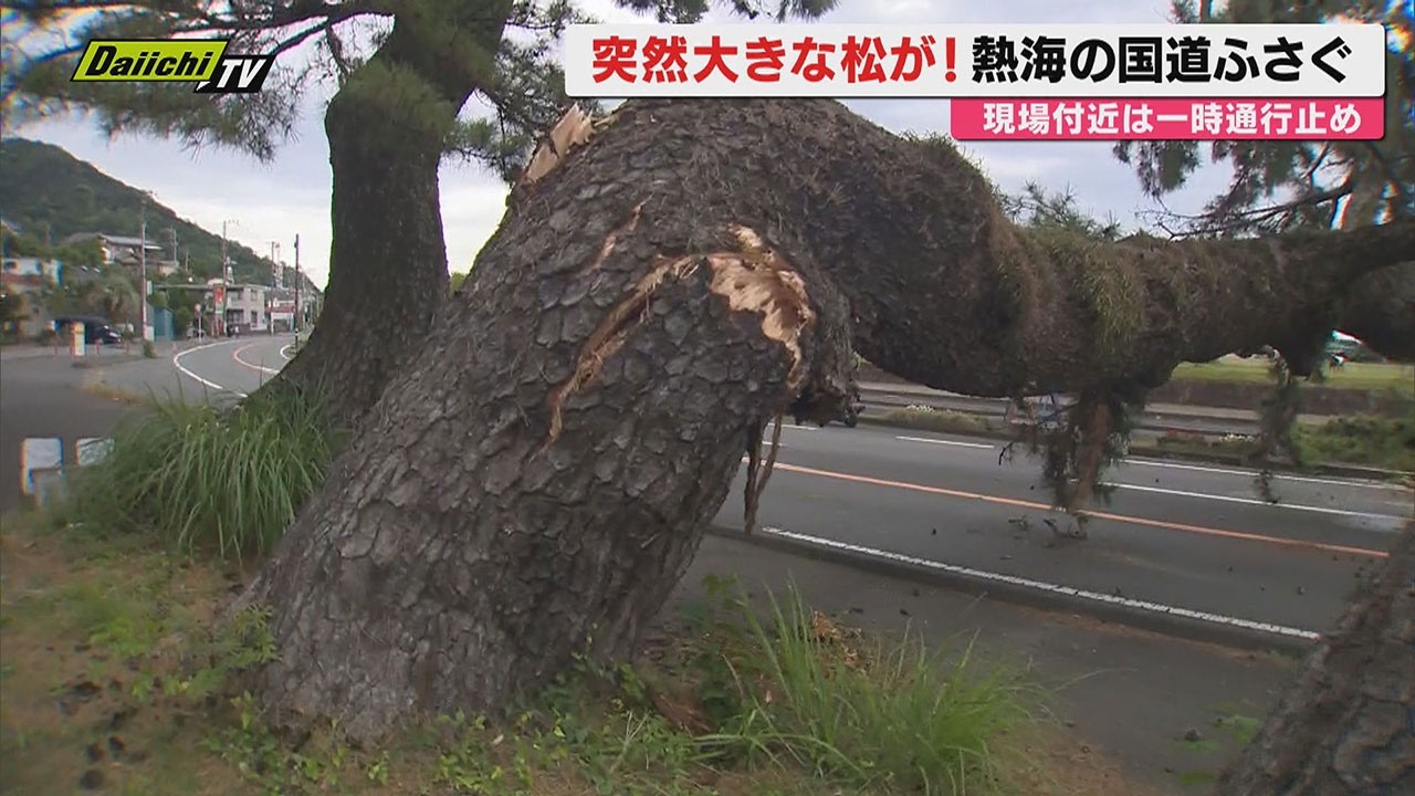 燃える樹 Rustle, rustle, CRASH!