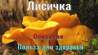 Лисичка. Описание. Польза для здоровья.