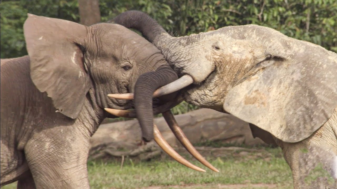 ⁣Elephants' Incredible Intelligence | Wild Files with Maddie Moate | BBC Earth