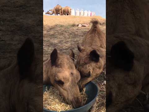 ل ح ظ ة م ث ير ةال ج م ل ي أك ل و ال ق اف ل ة ت خ ط و خ ل ف ه