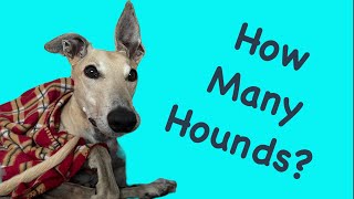 Four Greyhounds, Two Humans, One Week! What Happens? by Greyt Adventures 867 views 5 months ago 1 minute, 7 seconds