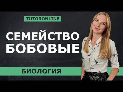 Семейство бобовые | Биология TutorOnline