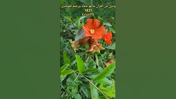 وَنُنَزِّلُ مِنَ الْقُرْآنِ مَا هُوَ شِفَاءٌ وَرَحْمَةٌ لِلْمُؤْمِنِينَ ۙ{الإسراء}القارئ_ماجدالعويري