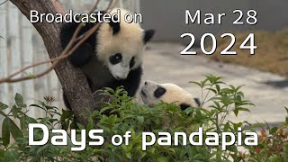 20240328 Broadcast Top Highlights 08 by pandapia HD 221 views 2 weeks ago 1 minute, 28 seconds