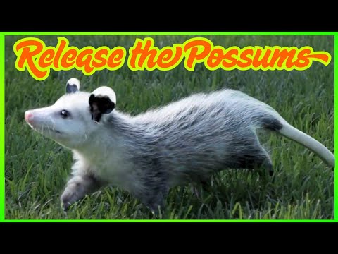 Release The Baby Possums!