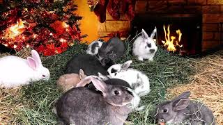 CHRISTMAS Music  Baby BUNNIES by CHRISTMAS TREE ✨✨ HOLIDAY FIREPLACE ✨ XMAS RABBIT COLONY ✨