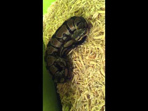 My First Video Of My Ball Python And My Russian Tortoise!