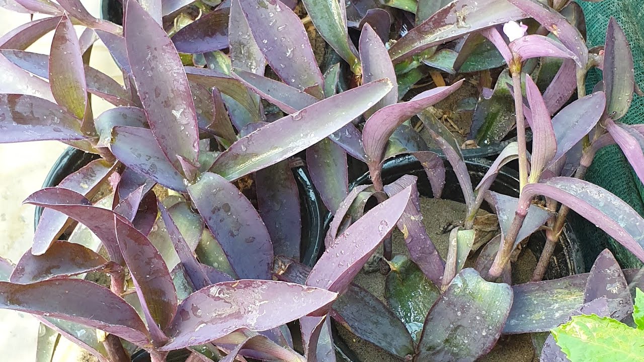 طريقة اكثار نبات اليهودي الزاحف