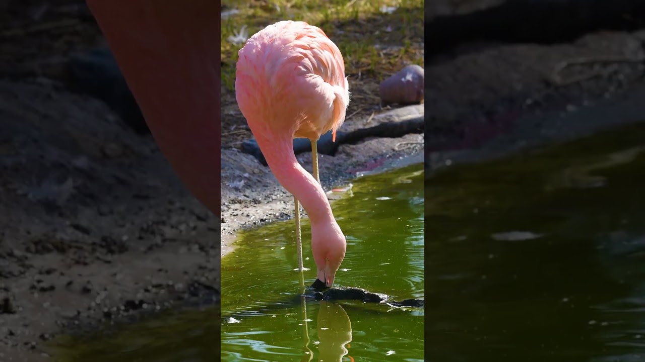 How Do Flamingos Eat?