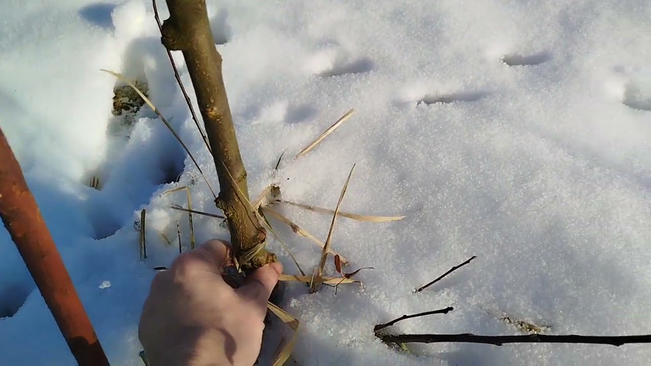 ROD Mikołów 2026.01.18 po kołderką ze śniegu