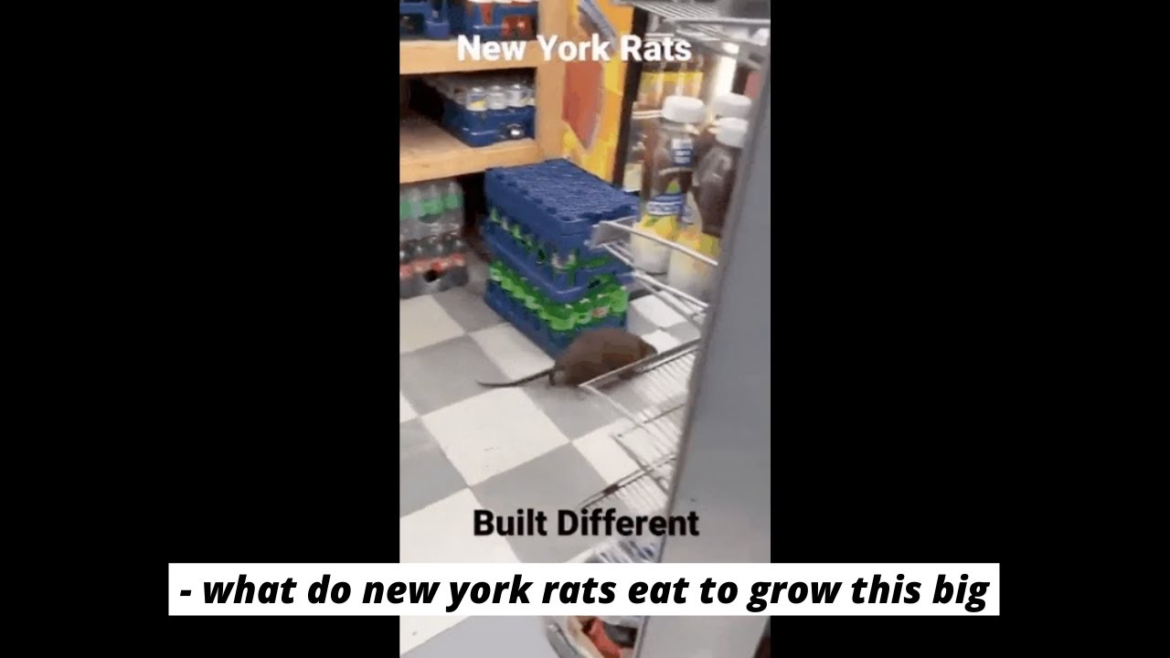 Can You Tell The Size Of A Rat By Its Droppings