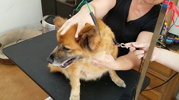 Assignment D6 After Using Undercoat Rake