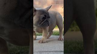 French Bully!! #frenchbulldog French Bully!! #frenchbulldog
