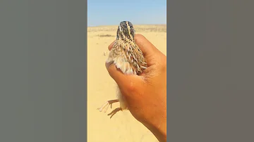 طير السمان الفر الصياد السيناوي الصيد 