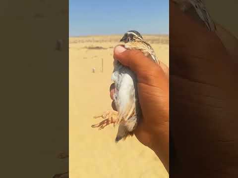 طير السمان الفر الصياد السيناوي الصيد