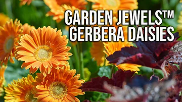 Garden Jewels™ Gerbera Daisies - All Season Flowers