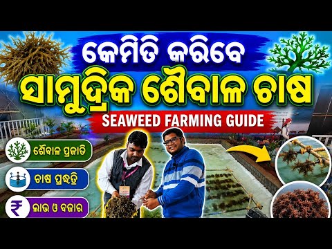 କେମିତି କରିବେ ସାମୁଦ୍ରିକ ଶୈବାଳ ଚାଷ, Sea Weed Farming Full details Odia all plans process Brahma Kamal