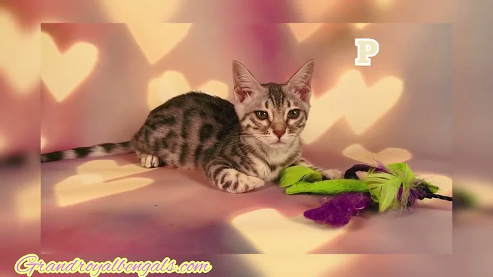 Video 5928661: golden bengal kitten, sweet bengal kitten, catlover catlife cutecat