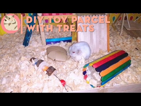 DIY Hamster Toy Parcel with Treats - YouTube