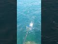 Cattura Orata #fish #fishing #fishinglife #fisherman #fishingvideo #pesca #shortsfishing #fishing