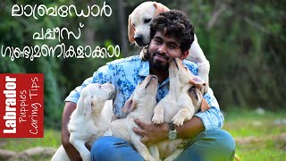 ലാബ് പപ്പീസ് ഗുണ്ടുമണികളാക്കാൻ കുറച്ചു ടിപ്‌സ് || Lab Puppies basic caring Tips.