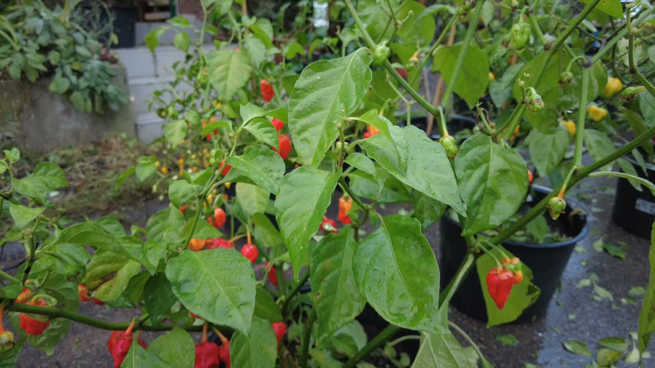 Blattläuse an Chilis: Reicht Abspülen mit Wasser?