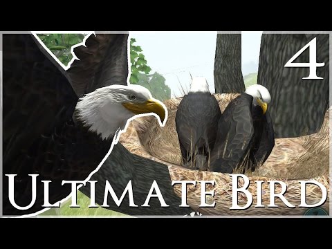 A Magnificent New Nest & Marvelous Mate!! 🐦 Ultimate Bird Simulator - Episode #4