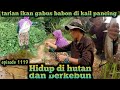 mancing bersama ayuk ikan gabus menari di kail pancing warta petani muda hidup di hutan