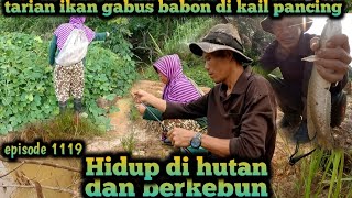 mancing bersama ayuk ikan gabus menari di kail pancing warta petani muda hidup di hutan