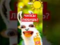 Вкусненькие Чипсы любишь?
