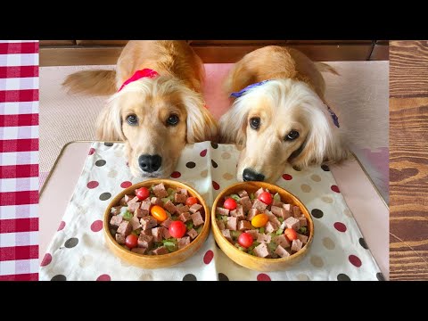 【犬ごはん】犬の日常/多頭飼い～犬の食事風景 Vlog ブッチを食べる犬