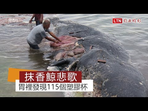 悲！抹香鯨遺體沖上岸 胃裡有115個塑膠杯、2只夾腳拖