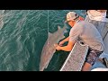 EPIC SHARK CATCH! Inshore Shark Fishing!