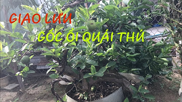 Gốc ổi quái dị đẹp tự nhiên ,giá giao lưu 700k