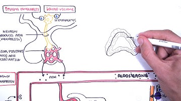 Hormones in body fluid homestasis (ADH/vasopressin, Aldosterone and Natriuretic peptides)