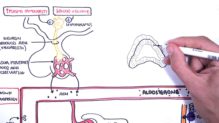 Hormones in body fluid homestasis (ADH/vasopressin, Aldosterone and Natriuretic peptides)